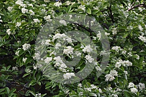 Branches with flowers and green leaves of Sorbus alnifolia.