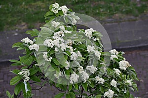 Branches with flowers and green leaves of Sorbus alnifolia.