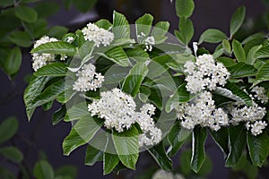 Branches with flowers and green leaves of Sorbus alnifolia.