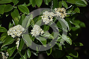 Branches with flowers and green leaves of Sorbus alnifolia.