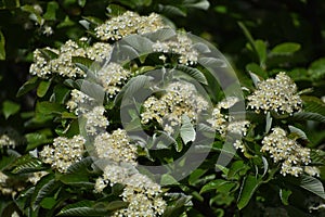 Branches with flowers and green leaves of Sorbus alnifolia.