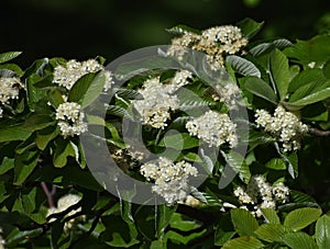 Branches with flowers and green leaves of Sorbus alnifolia.