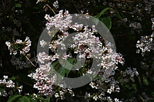 Branches with flowers of Linnaea amabilis.