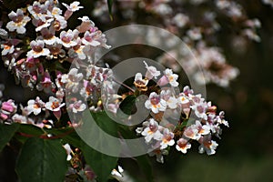 Branches with flowers of Linnaea amabilis.