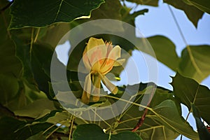 Branches with flowers of Liriodendron tulipifera.