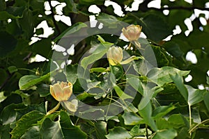 Branches with flowers of Liriodendron tulipifera.