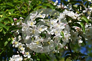 Branches with flowers of Malus sargentii.