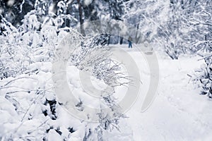 Branches of a forest tree covered with snow, unrecognizable skier in snowy park, winter walk, leisure, active lifestyles