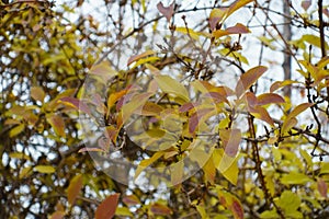 Branches of forsythia  with yellow and red autumnal foliage