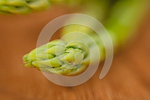 branches of fresh green asparagus on a wooden board, brown background, close-up. macro photography