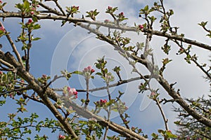 Branches of fresh pink flowering buds of apple tree arising