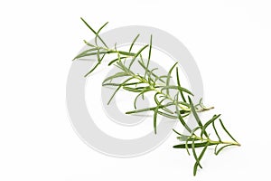 Branches of fresh rosemary isolated on a white background