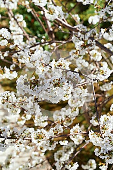 Branches of a fruit tree blooms with white flowers. Close-up