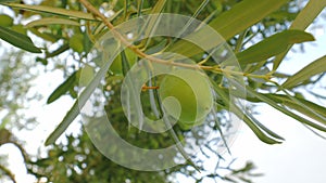 Branches of fruitful olive tree and sun shining through the leaves