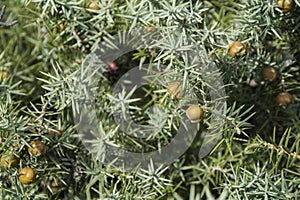 Branches and fruits of cade juniper - Juniperus oxycedrus photo