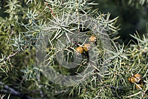 Branches and fruits of Cade (Juniperus oxycedrus) in the spring photo