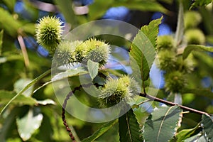 Un albero da 