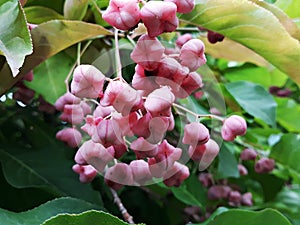 Branches with fruits of Euonymus Hamiltonianus. photo