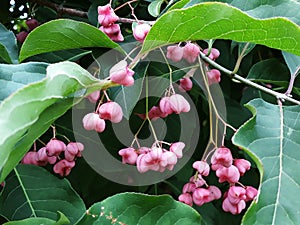 Branches with fruits of Euonymus Hamiltonianus. photo