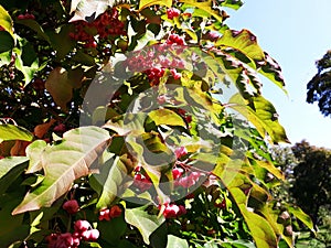Branches with fruits of Euonymus Hamiltonianus. photo