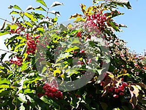 Branches with fruits of Euonymus Hamiltonianus. photo