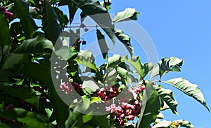 Branches with fruits of Euonymus Hamiltonianus. photo