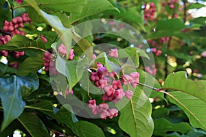 Branches with fruits of Euonymus Hamiltonianus. photo