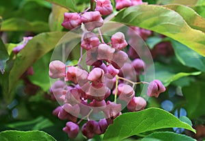 Branches with fruits of Euonymus Hamiltonianus. photo