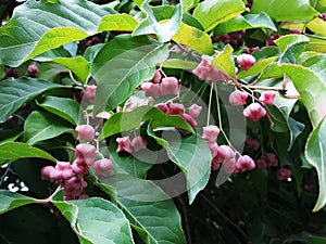 Branches with fruits of Euonymus Hamiltonianus. photo