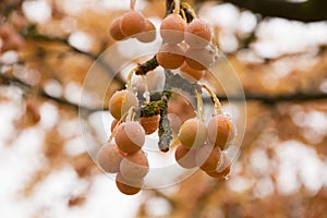 Branches with Fruits of the Ginkgo Biloba Maduro Tree