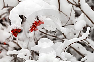 The branches with fruits of red viburnum are covered with snow