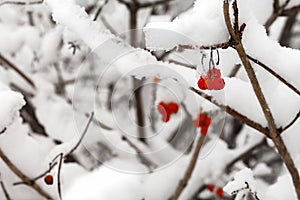 The branches with fruits of red viburnum are covered with snow