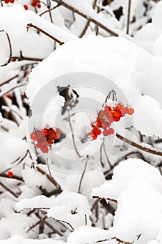 The branches with fruits of red viburnum are covered with snow