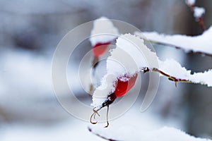 Branches with the fruits of wild rose covered with snow