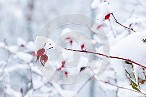 Branches with the fruits of wild rose covered with snow