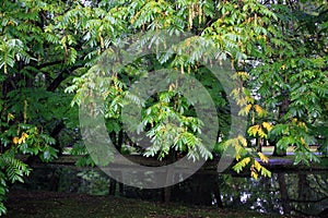 Branches full of leaves over water