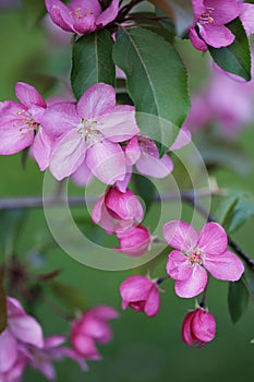Branches full of pink flower clusters on Apple tree