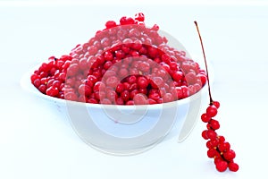 Branches and full plate of red ripe schisandra