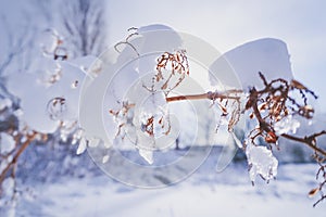 Branches is full of snow