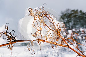 Branches is full of snow