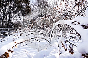 Branches is full of snow