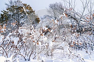 Branches is full of snow