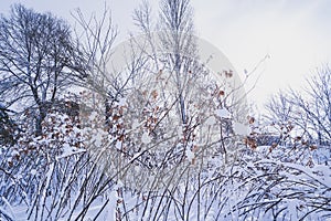 Branches is full of snow