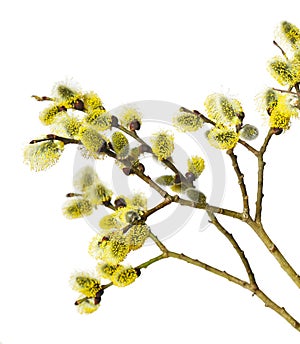 Branches of goat-willow