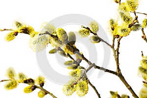 Branches of goat-willow