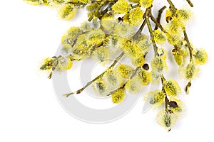 Branches of goat-willow