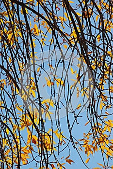 Branches and golden leaves of an autumn tree