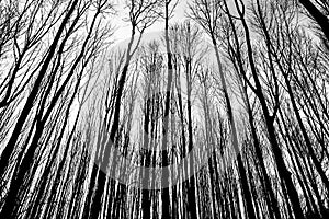 Branches gradient in winter forest photo
