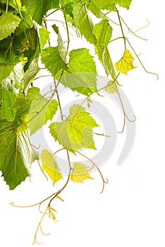 Branches of grape vine tendrils on white background