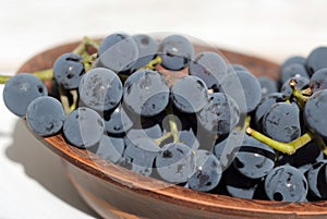 Branches of grapes just picked in ceramic plate